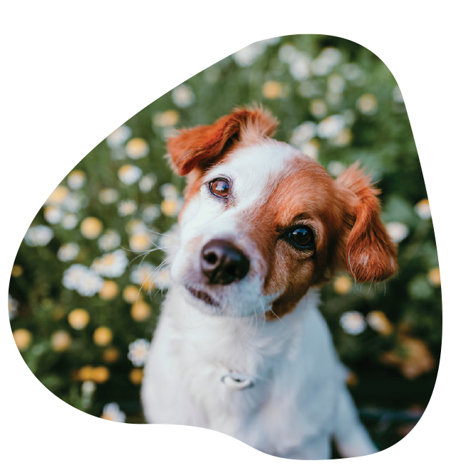 Tails a Go Go Mobile Dog Grooming