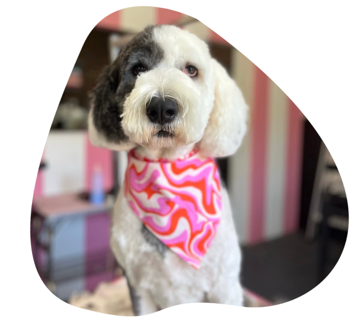 tails a gogo grooming