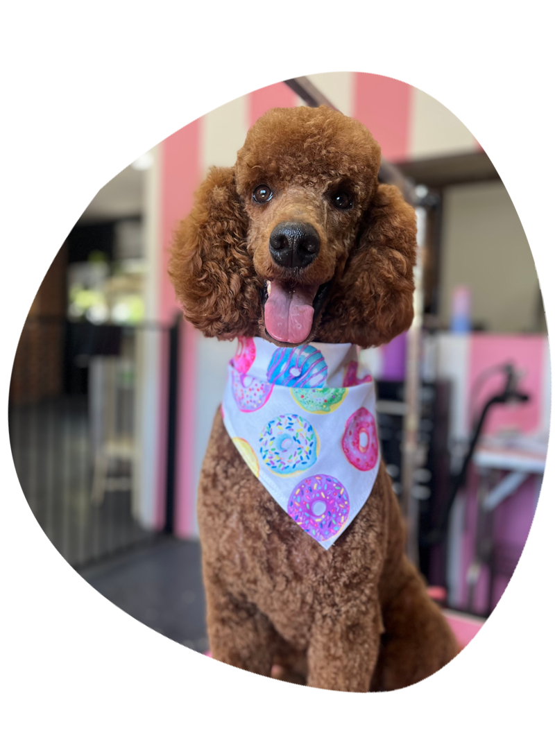 dog grooming in warrandyte