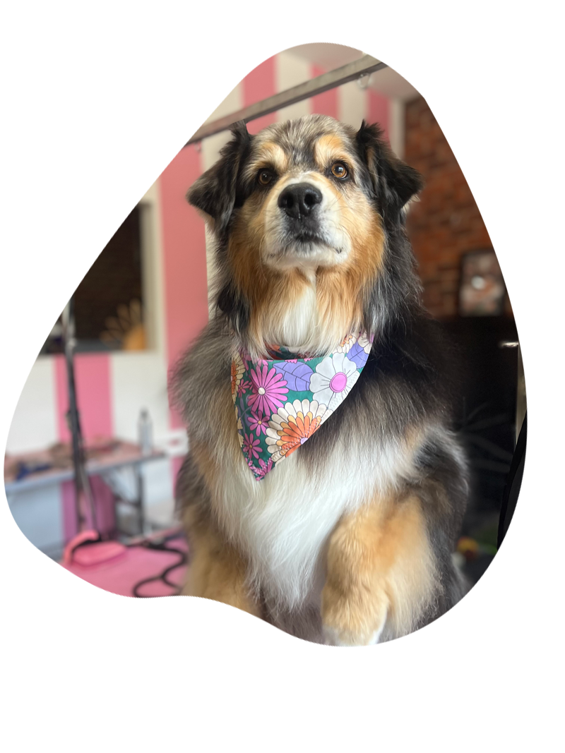 tails a gogo grooming melbourne