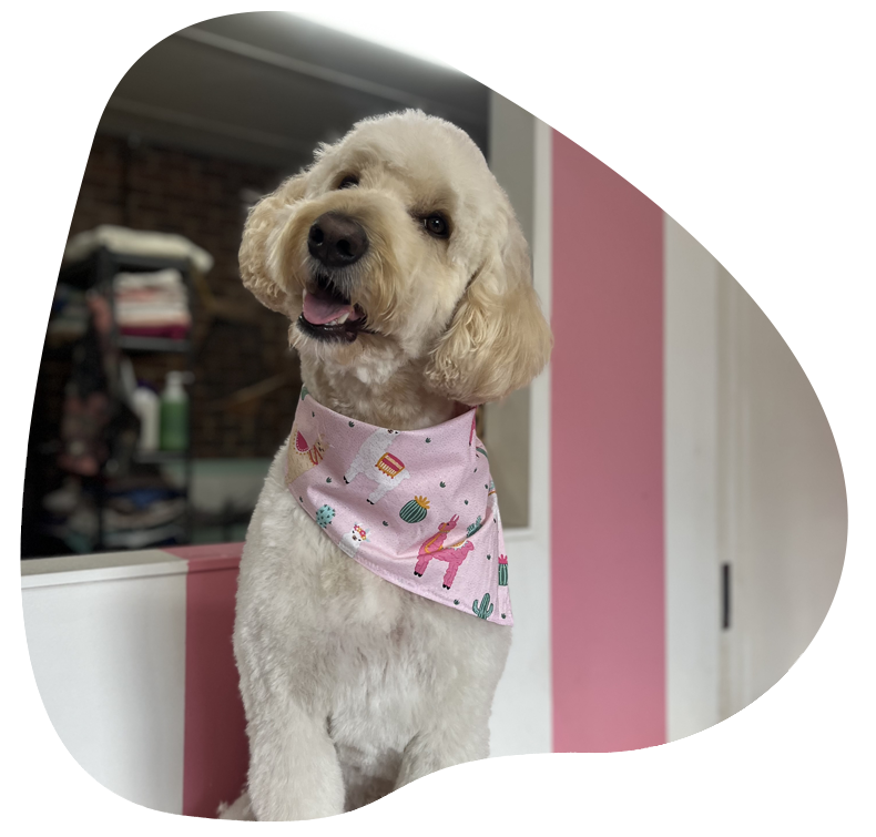 dog grooming services Tails a Go Go